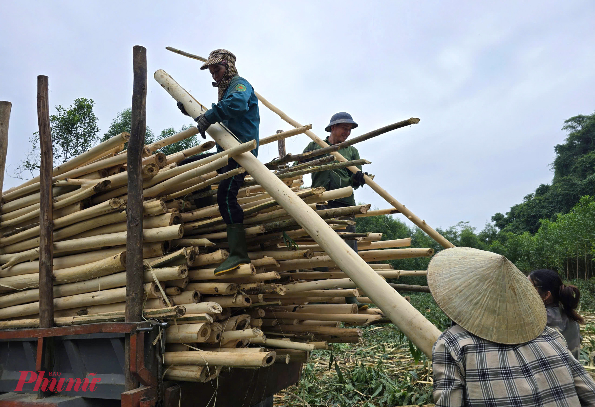 Chị Trương Thị Trinh (trú xã Văn Lợi, huyện Quỳ Hợp) nói rằng, việc bị trầy xước, dẫm phải gai, té ngã chảy máu là chuyện thường với những người “phu keo”. “Cực nhất là khi trời mưa, rừng keo lại ở xa đường phải vận chuyển ra rất vất vả. Nếu không cận thận, trơn trượt gỗ rơi rất nguy hiểm” - chị Trinh nói.