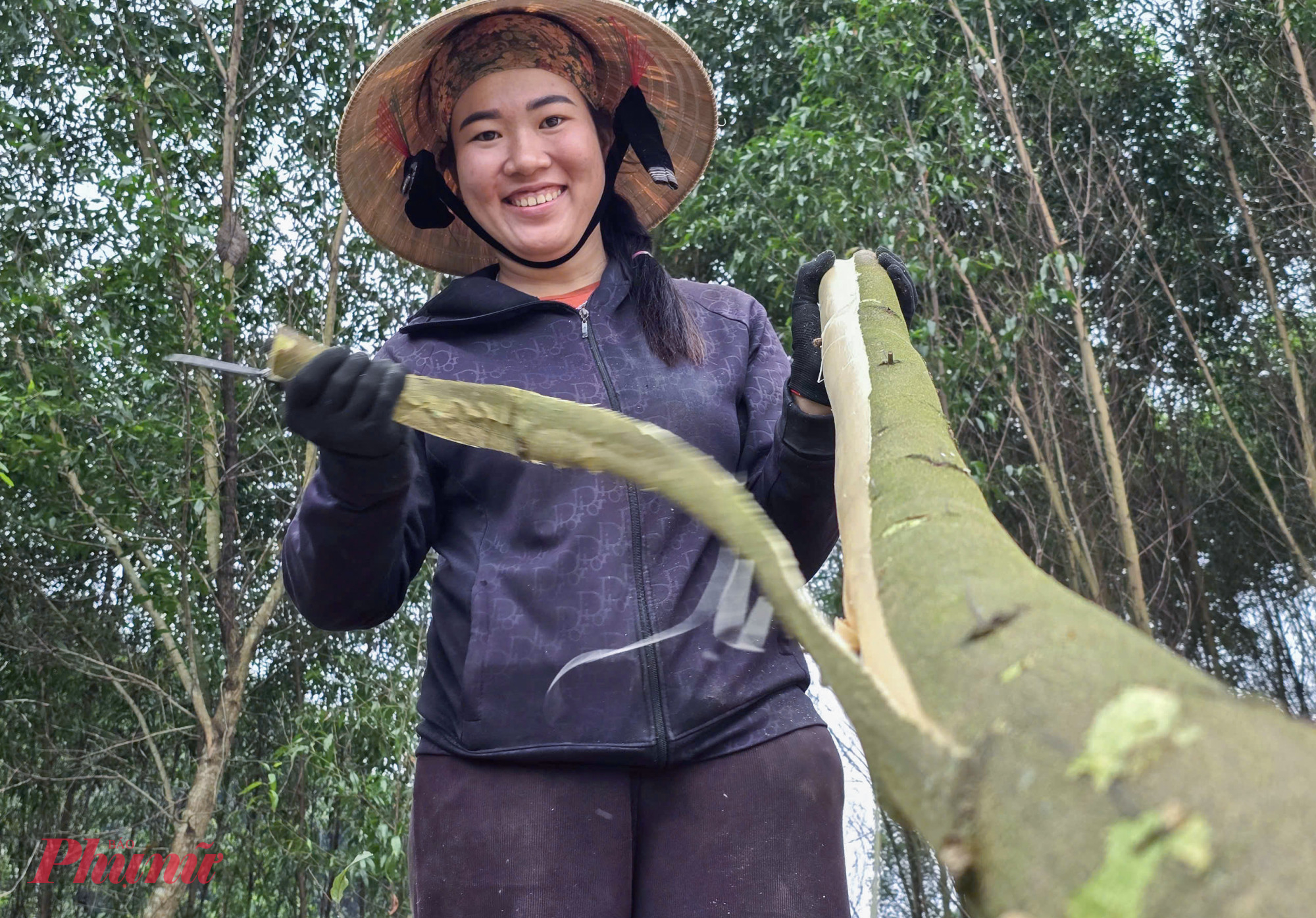 Họ thường bắt đầu công việc từ sáng sớm đến tận chiều tối, được trả công trong ngày từ 250.000-300.000 đồng/người. Nghề thu hoạch keo thuê hoạt động quanh năm, song nhiều nhất là từ tháng 7-12.