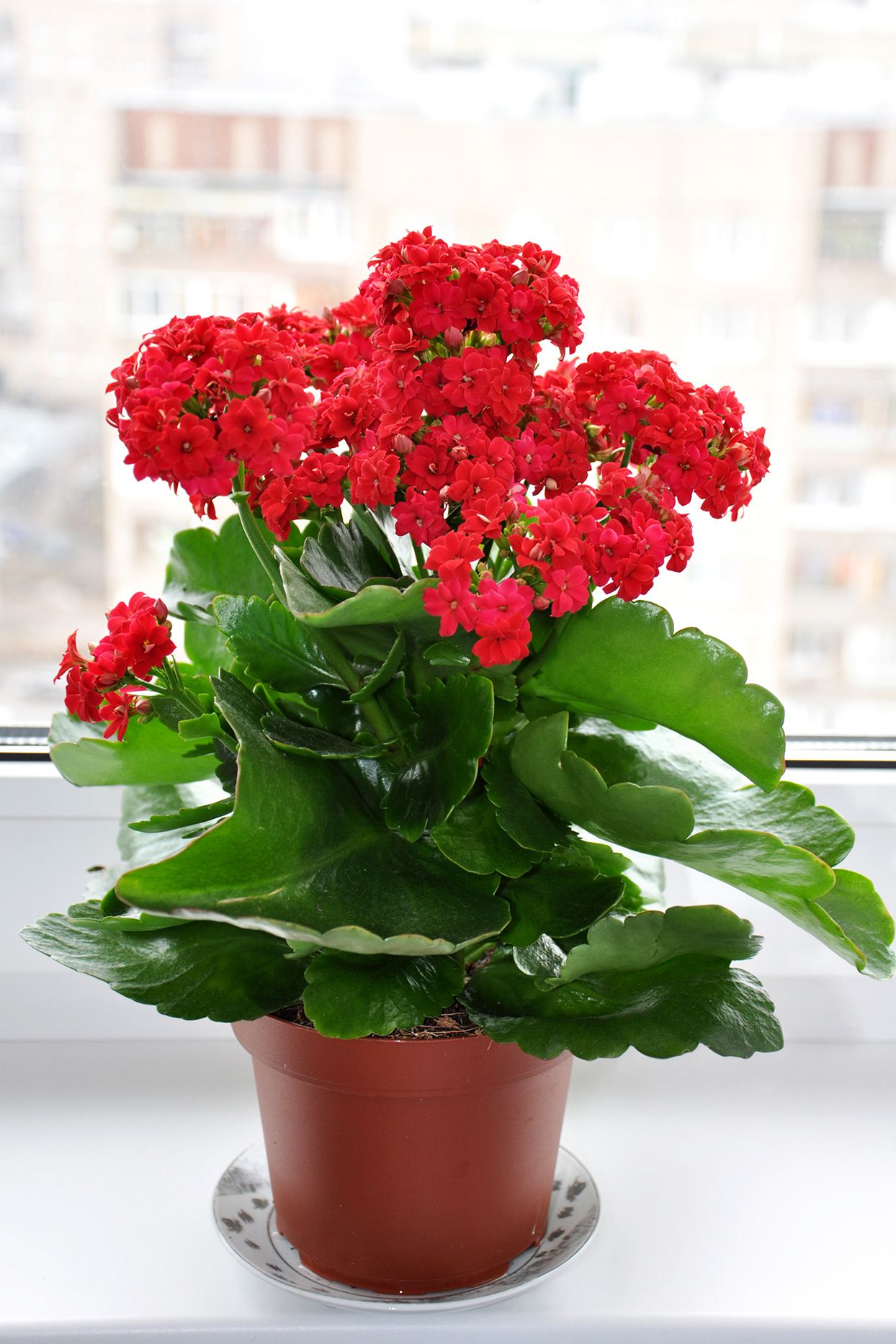 Cây Kalanchoes quyến rũ Với những chiếc lá xanh mướt và những bông hoa rực rỡ, kalanchoes là một loài hoa được ưa chuộng khác trong ngày lễ. Nở trong nhiều tuần, các giống hoa màu trắng, hồng hoặc đỏ rất hợp với màu sắc theo mùa. Bạn cũng có thể tìm thấy chúng với màu cam và vàng tươi.  Kalanchoes là cây mọng nước. Chúng thích ánh sáng mạnh, nhưng không thích ánh nắng trực tiếp. Hãy thử trồng một cây trong bếp, phòng tắm hoặc văn phòng tại nhà để có không khí mùa đông vui vẻ. Tưới nước khi đất khô và để nước thừa chảy ra ngoài để tránh rễ bị thối. Những cây lâu năm ít cần chăm sóc này rất khó để khiến chúng nở hoa trở lại. Tuy nhiên, chúng vẫn là những cây trồng trong nhà thường xanh đáng yêu ngay cả khi không có hoa.