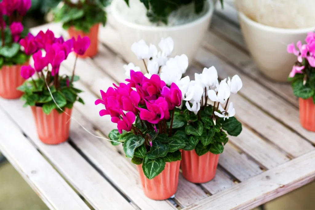 Hoa anh thảo vô tư Cyclamens có thể không phải là một loại cây quen thuộc trong ngày lễ như cây trạng nguyên hay cây amaryllis, nhưng chúng có thể làm bừng sáng không kém phần trang trí lễ hội của bạn. Những chiếc lá và hoa hình trái tim của chúng có màu tử đinh hương, đỏ thẫm, trắng, hồng và các màu khác trông thật đáng yêu khi đứng riêng lẻ hoặc kết hợp với các cây trồng trong nhà khác . Thêm một dải ruy băng và voila! Cyclamens được bọc giấy bạc là một món quà chào đón dành cho giáo viên, đồng nghiệp và hàng xóm.  Hầu hết các loại hoa anh thảo được bán tại các trung tâm làm vườn đều là hoa nhiệt đới, vì vậy đừng trồng chúng ở ngoài trời trừ khi bạn ở Khu 9-11. Chúng sẽ nở hoa vào mùa xuân nếu được giữ ở nơi mát mẻ. Những cây trồng trong nhà này sẽ ngủ đông sau khi nở hoa nhưng thường sẽ hồi sinh sau thời gian nghỉ ngơi.