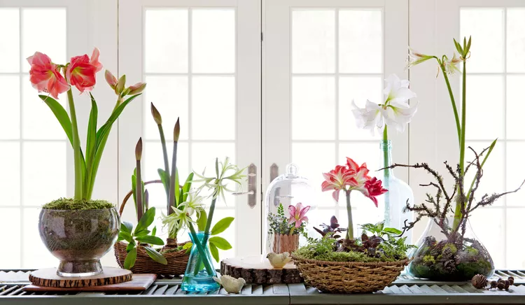 1. Hoa Amaryllis to, đậm Xét theo các thẻ trên Instagram, hoa loa kèn đỏ có thể là cây Giáng sinh trong nhà phổ biến nhất hiện nay. Và không có gì ngạc nhiên! Hoa loa kèn đỏ có những bông hoa tuyệt đẹp có thể nở trong nhiều tuần mà không cần chăm sóc nhiều. Chúng cũng có nhiều màu như trắng, đỏ, san hô, đỏ tía và hồng. Bạn thậm chí có thể tìm thấy những bông hoa hai màu như hoa loa kèn đỏ 'Apple Blossom' với cổ họng màu xanh lá cây chanh và những bông hoa màu trắng được chải màu hồng nước. Những bông hoa đỏ 'Stargazer' có những ngôi sao màu trắng như tuyết trên cánh hoa. Với một chút TLC, những củ hoa lớn thậm chí có thể nở lại sau thời gian ngủ đông.  Để làm cho một chậu hoa đơn giản trở nên lễ hội hơn, hãy nhét nó vào một vật chứa trang trí hoặc cắt những bông hoa có thân dài và cho chúng vào nước có chất bảo quản hoa. Những bông hoa cắt cành rất đẹp trong những ống thủy tinh trong suốt, cao, nhưng chúng có thể hơi nặng ở phía trên, vì vậy hãy đảm bảo bất kỳ vật chứa nào bạn sử dụng sẽ không bị đổ.  Lưu ý : Hãy cẩn thận khi trồng những loại cây này xung quanh vật nuôi vì chúng có độc. 1