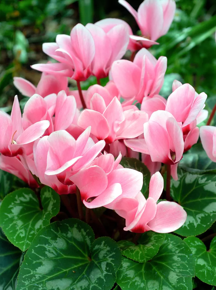 Hoa anh thảo vô tư Cyclamens có thể không phải là một loại cây quen thuộc trong ngày lễ như cây trạng nguyên hay cây amaryllis, nhưng chúng có thể làm bừng sáng không kém phần trang trí lễ hội của bạn. Những chiếc lá và hoa hình trái tim của chúng có màu tử đinh hương, đỏ thẫm, trắng, hồng và các màu khác trông thật đáng yêu khi đứng riêng lẻ hoặc kết hợp với các cây trồng trong nhà khác . Thêm một dải ruy băng và voila! Cyclamens được bọc giấy bạc là một món quà chào đón dành cho giáo viên, đồng nghiệp và hàng xóm.  Hầu hết các loại hoa anh thảo được bán tại các trung tâm làm vườn đều là hoa nhiệt đới, vì vậy đừng trồng chúng ở ngoài trời trừ khi bạn ở Khu 9-11. Chúng sẽ nở hoa vào mùa xuân nếu được giữ ở nơi mát mẻ. Những cây trồng trong nhà này sẽ ngủ đông sau khi nở hoa nhưng thường sẽ hồi sinh sau thời gian nghỉ ngơi.