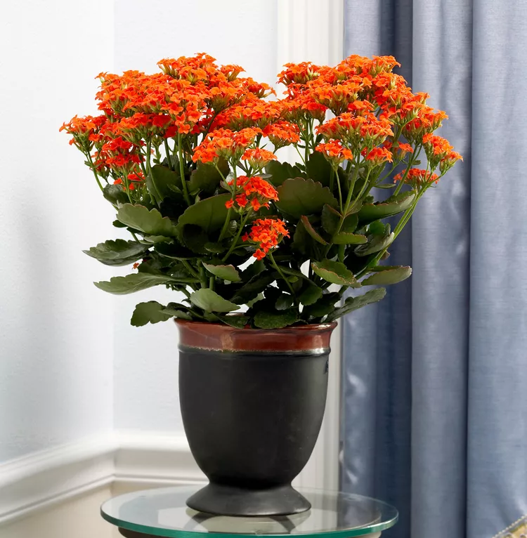 Cây Kalanchoes quyến rũ Với những chiếc lá xanh mướt và những bông hoa rực rỡ, kalanchoes là một loài hoa được ưa chuộng khác trong ngày lễ. Nở trong nhiều tuần, các giống hoa màu trắng, hồng hoặc đỏ rất hợp với màu sắc theo mùa. Bạn cũng có thể tìm thấy chúng với màu cam và vàng tươi.  Kalanchoes là cây mọng nước. Chúng thích ánh sáng mạnh, nhưng không thích ánh nắng trực tiếp. Hãy thử trồng một cây trong bếp, phòng tắm hoặc văn phòng tại nhà để có không khí mùa đông vui vẻ. Tưới nước khi đất khô và để nước thừa chảy ra ngoài để tránh rễ bị thối. Những cây lâu năm ít cần chăm sóc này rất khó để khiến chúng nở hoa trở lại. Tuy nhiên, chúng vẫn là những cây trồng trong nhà thường xanh đáng yêu ngay cả khi không có hoa.