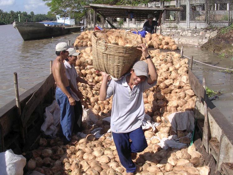 Thu mua dừa ở Bến Tre