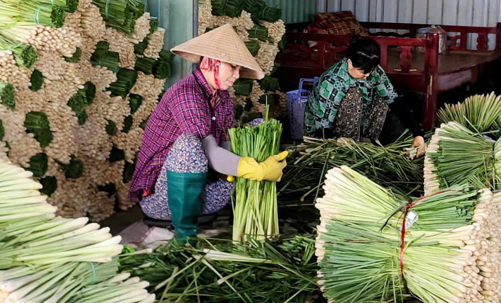 Phụ nữ huyện Tân Phú Đông thu nhập ổn định từ nghề trồng sả