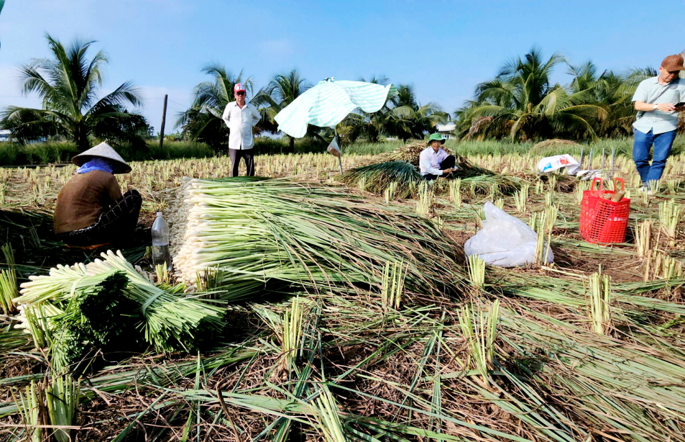 Cánh đồng sả bạt ngàn ở huyện Tân Phú Đông