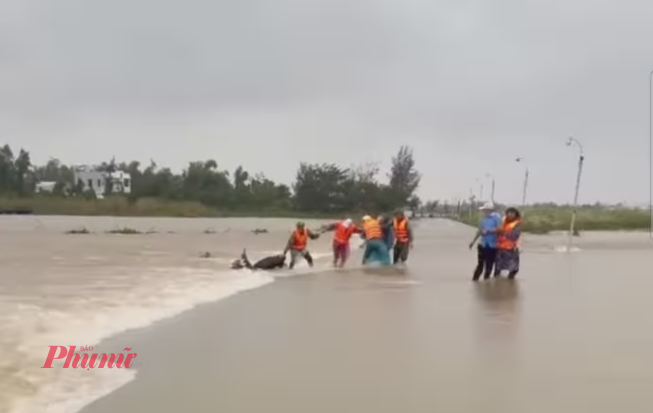 Một người dân bất chấp cảnh báo vượt rào chắn cố chạy qua khu vực ngập ở xã Duy Vinh, huyện Duy Xuyên bị nước cuốn. Rất may lực lượng chức năng đã ứng cứu kịp thời.