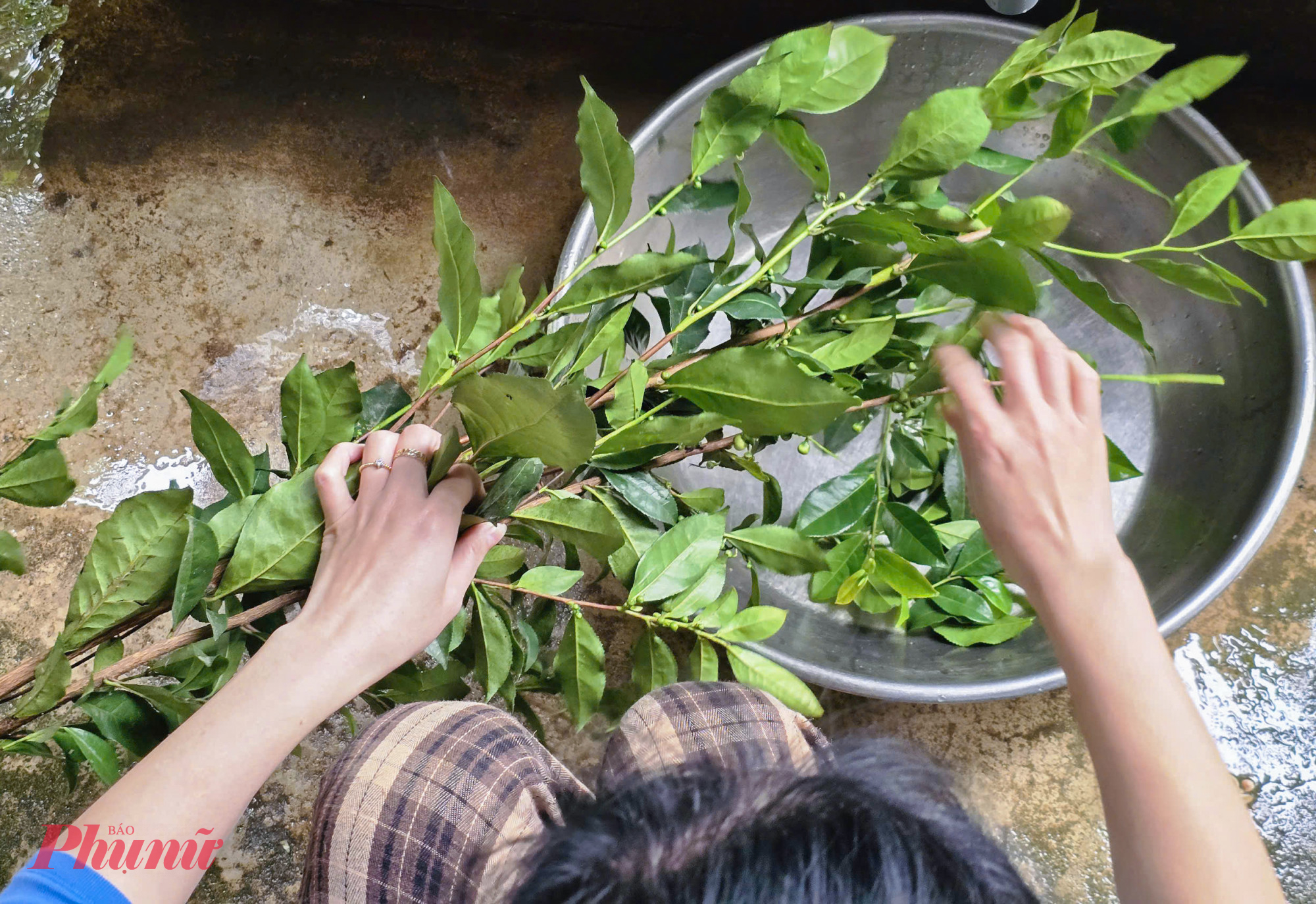 Trong các loại nước uống từ chè xanh thì nước chè đâm là công phu nhất. Chị Trương Thị Bình (36 tuổi, trú xã Thọ Hợp) cho biết, để làm được bát nước chè ngon, có màu xanh đẹp mắt, họ phải chọn những nhánh chè lá dày, không bị đỏ ngọn, không bị khuất nắng. Loại chè này thường được người dân trồng ngay trong vườn nhà, không phải là cây chè công nghiệp. Chè sau khi hái cũng phải sử dụng trong ngày, không để qua đêm mới giữ được hương vị ngon nhất khi đâm.