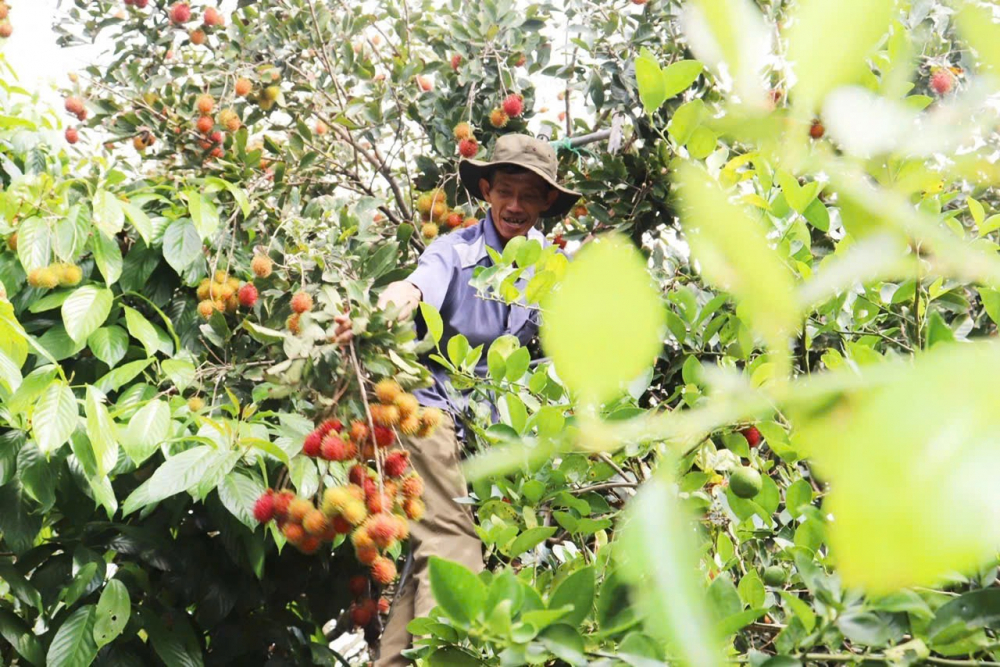  Du khách có thể tham quan hái trái cây, thưởng thức ẩm thực địa phương tại các vườn. Đến với các khu vườn, du khách sẽ được thưởng thức các loại trái cây đặc trưng cho vùng sông nước Đông Nam Bộ như dâu, măng cụt, sầu riêng, chôm chôm, mít,… cùng các món ăn đậm chất đồng quê. 