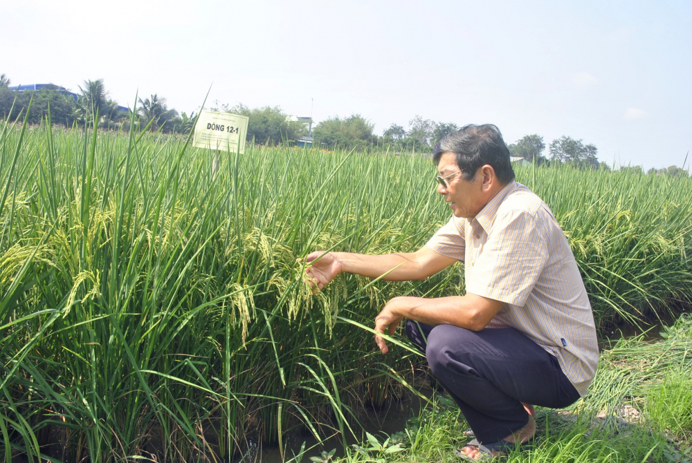 Công việc chọn lọc dòng thuần là rất quan trọng và luôn được kỹ sư Hồ Quang Cua trực tiếp thực hiện