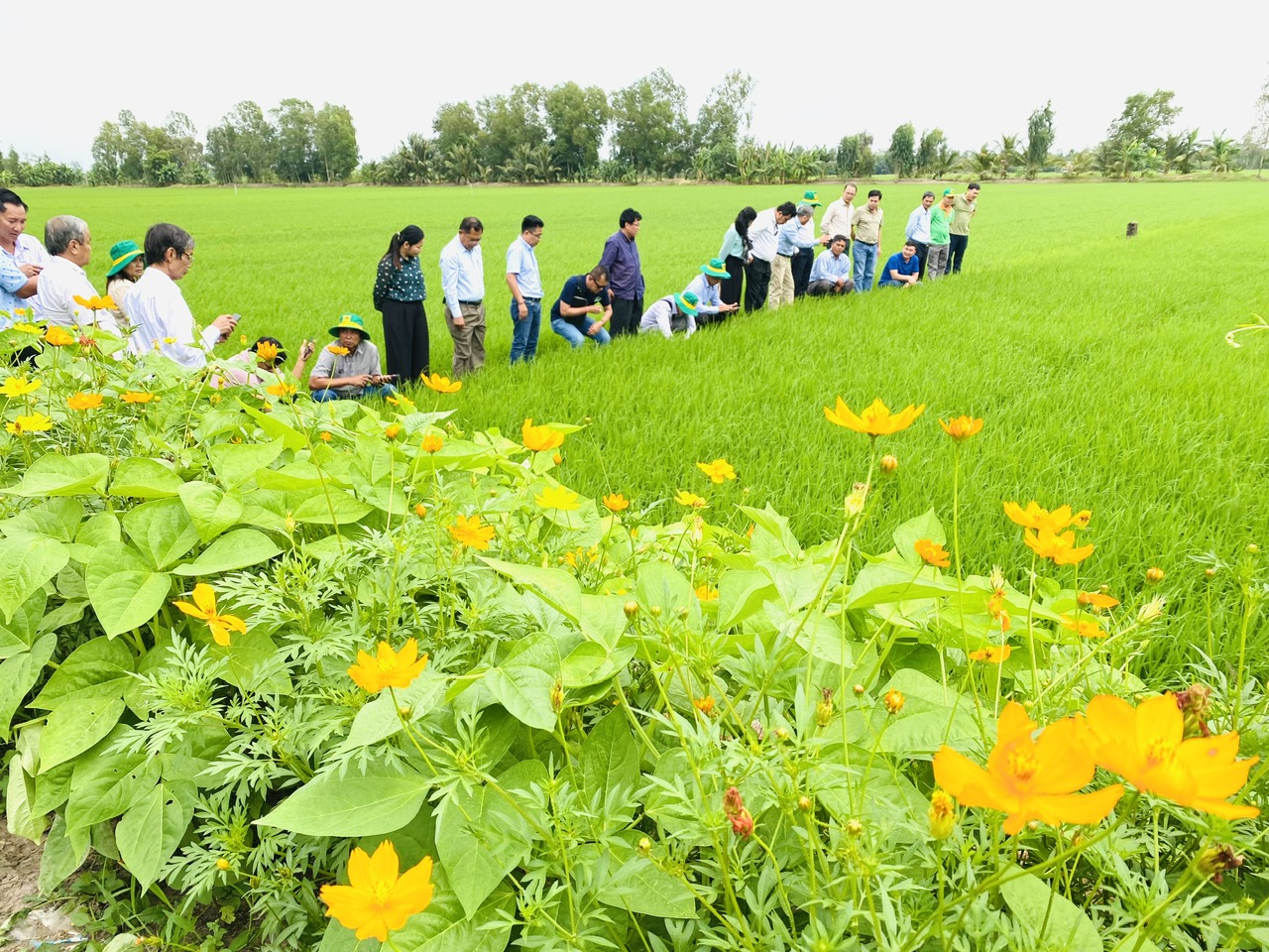 Bộ NN-PTNT khuyến cáo các địa phương nhân rộng những cánh đồng ruộng lúa bờ hoa, thân thiện với môi trường, đồng ruộng không bao bì thuốc BVTV