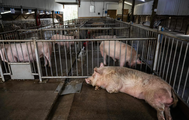 Những con lợn biến đổi gen tại trang trại nghiên cứu Revivicor ở Blacksburg, Virginia. Ảnh: AFP