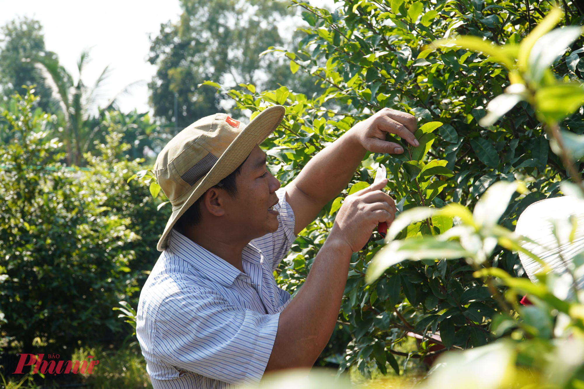 Với hơn 10 năm kinh nghiệm trong nghề trồng mai tại xã Bình Lợi, anh Bùi Ngọc Đức – chủ vườn mai Hữu Đức – đã đầu tư 4 ha đất để phát triển hơn 20.000 cây mai thành phẩm. 