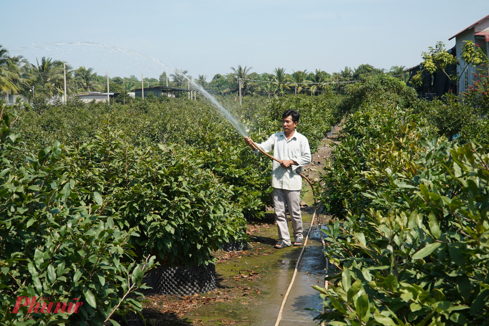 Anh Kiêm chia sẻ, năm nay việc trồng mai gặp nhiều khó khăn do thời tiết thất thường. Mùa hè quá nóng, kết hợp với những cơn mưa thất thường vào cuối năm, đã ảnh hưởng lớn đến chất lượng cây trồng. 