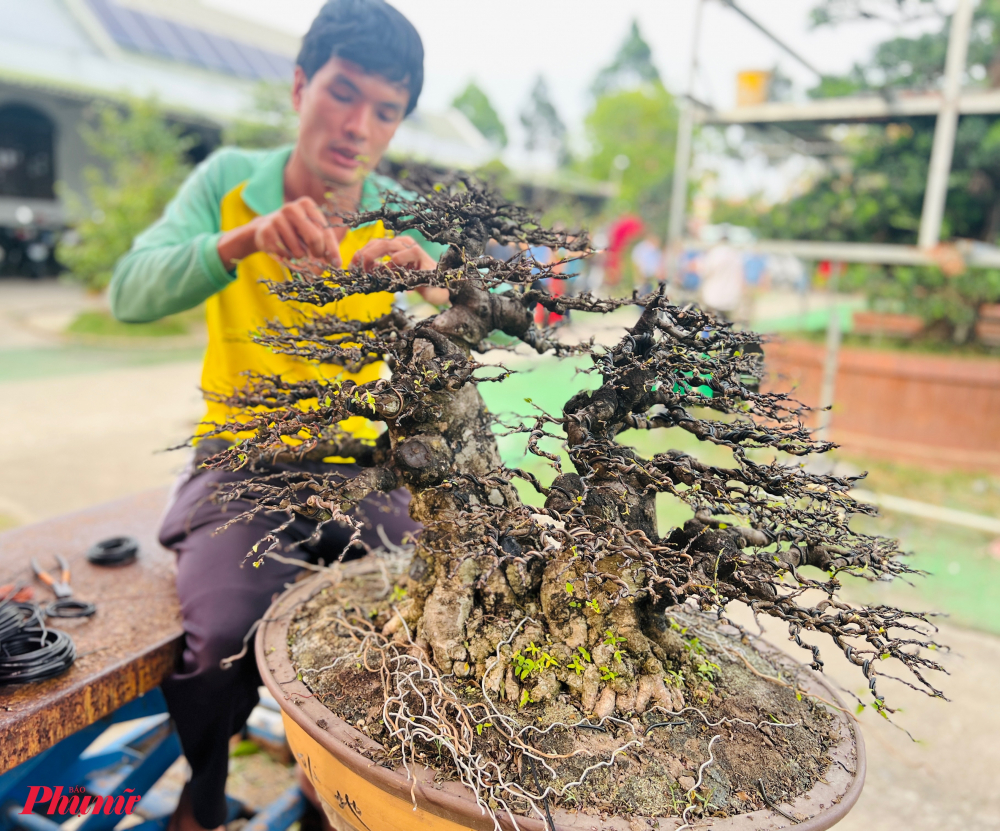 Một chậu mai chiếu thủy đang được chăm sóc, cắt tỉa để kịp ra hoa trong dịp Tết Nguyên đán sắp tới.