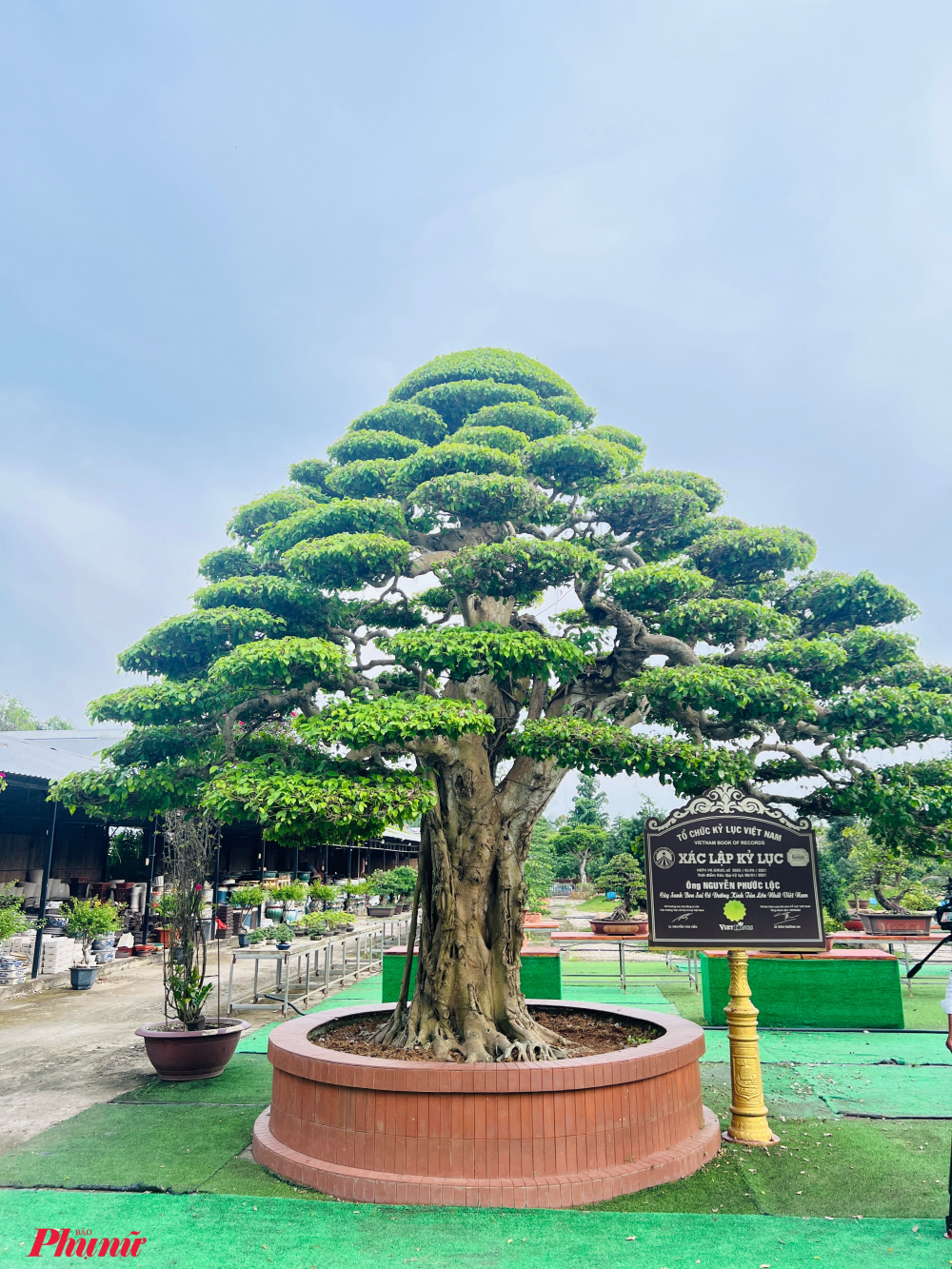 Trong đó, khách còn được nghe giới thiệu về các cây bonsai được xác lập kỷ lục Việt Nam như cây