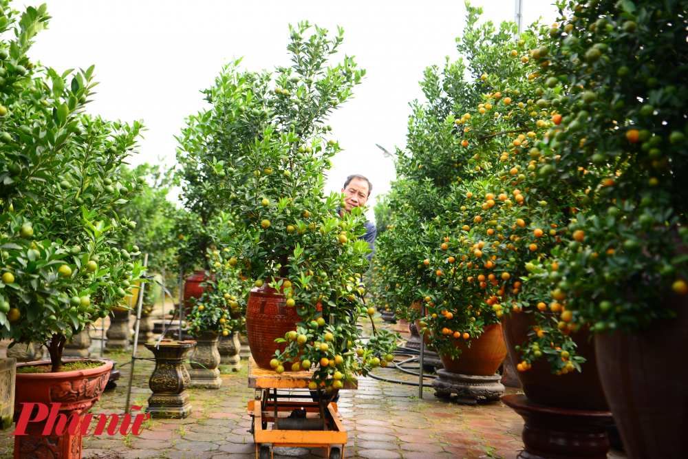 Hàng ngày, ngoài việc chăm sóc, tưới nước, người trồng quất còn cẩn thận bắt sâu, nhặt lá vàng lá héo trên cây.