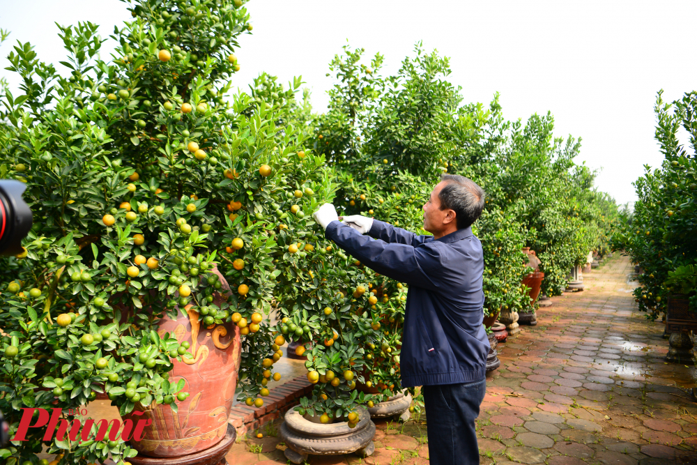 Người trồng quất cảnh tại Tứ Liên cho biết, việc tưới nước cũng cần tuân thủ nghiêm ngặt. Nếu tưới nhiều thì dễ bị úng, thối rễ, vàng lá. Tưới nước không đủ thì cây không khoẻ mạnh. Nếu thời mưa thì hạn chế tưới, còn thời tiết hiện tại đang hanh khô nên cần tưới 1-2 lần/ ngày.