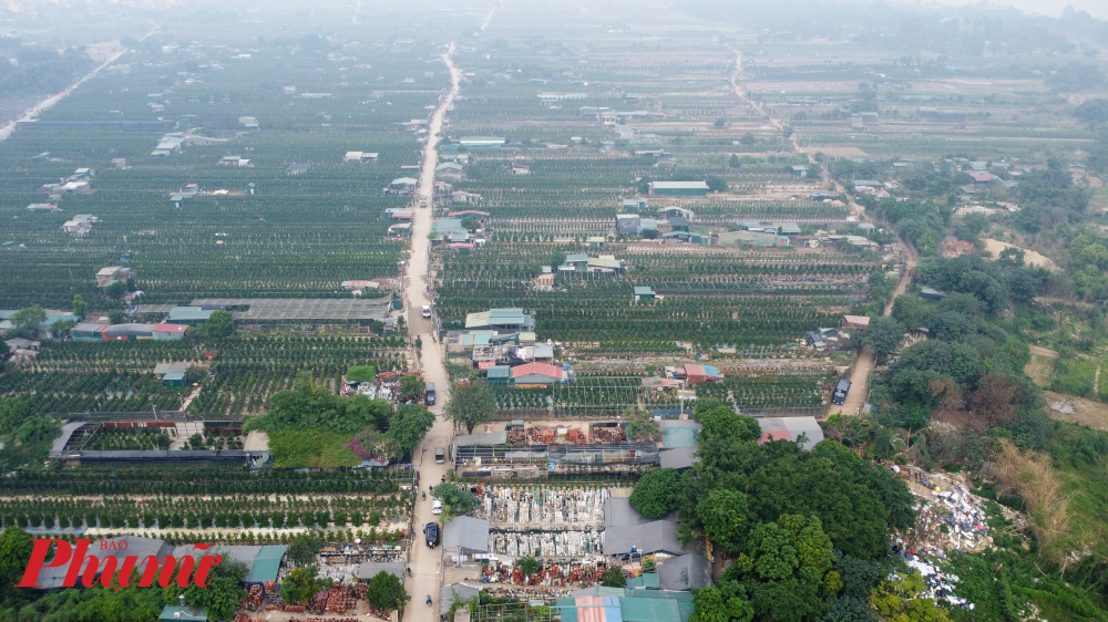 Còn hơn 1 tháng nữa là đến Tết Nguyên đán 2025, thời điểm này người dân làng Tứ Liên (quận Tây Hồ) lại tất bật chuẩn bị các công đoạn cuối cùng để đưa quất cảnh ra cung ứng ngoài thị trường phục vụ nhu cầu người dân chơi Tết.