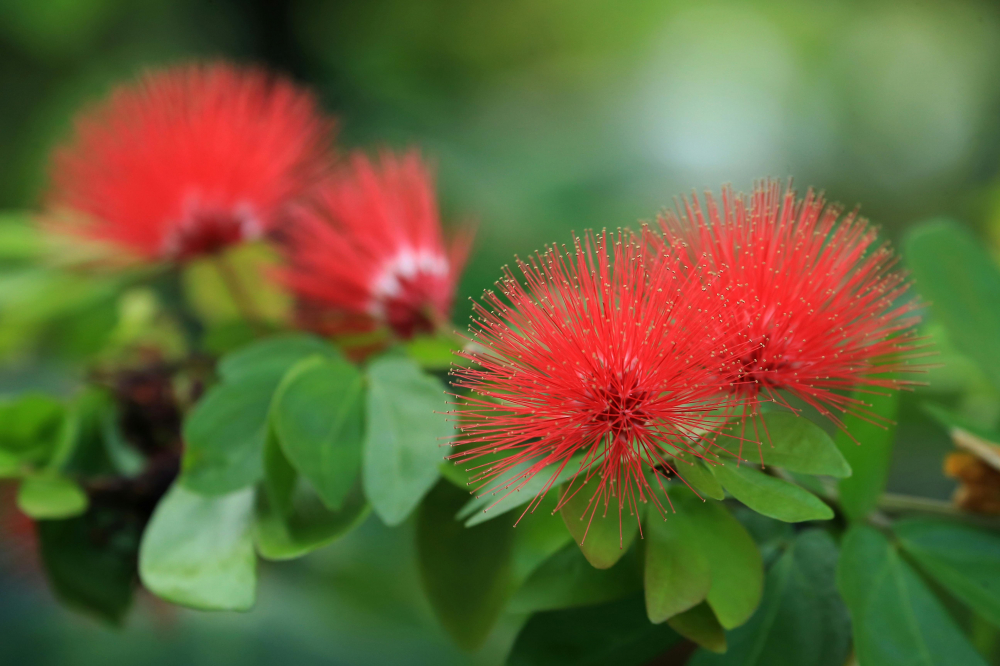 cây Pohutukawa (cây có hoa màu đỏ và nở vào mùa Giáng sinh) là cây thông Giáng sinh