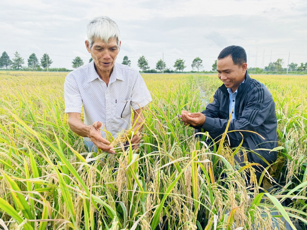 Nông dân đồng bằng sông Cửu Long trồng lúa sạch,  có liên kết đầu ra, thu lời 40-50 triệu đồng/ha/vụ trong năm 2024