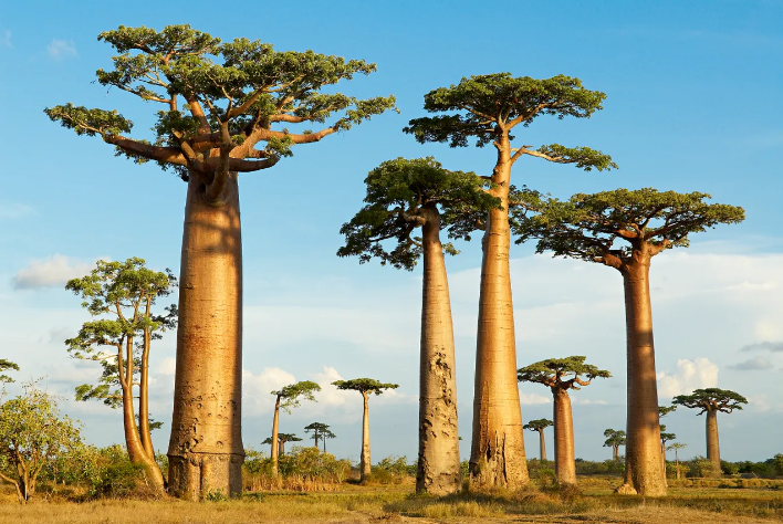  Đại lộ Baobab, Madagascar: Đại lộ Baobabs là một đoạn đường dài được bao quanh bởi những cây to, cao chót vót, thường được gọi là cây lộn ngược. Cành cây khẳng khiu có lá trông giống như rễ cây hướng lên trên. Hãy đến đây vào lúc hoàng hôn, cây đổ bóng dài dưới nắng vàng - Ảnh: Getty