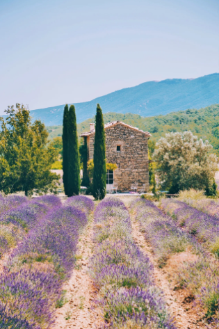 Provence, Pháp: Vào mùa hè, những cánh đồng hoa oải hương bất tận nở rộ làm cho Provence chuyển sang màu tím. Vào cuối mùa, khi thu hoạch xong, mật ong, xà phòng và bánh ngọt được làm bằng mùi thơm của oải hương - Ảnh: Mary Quincy