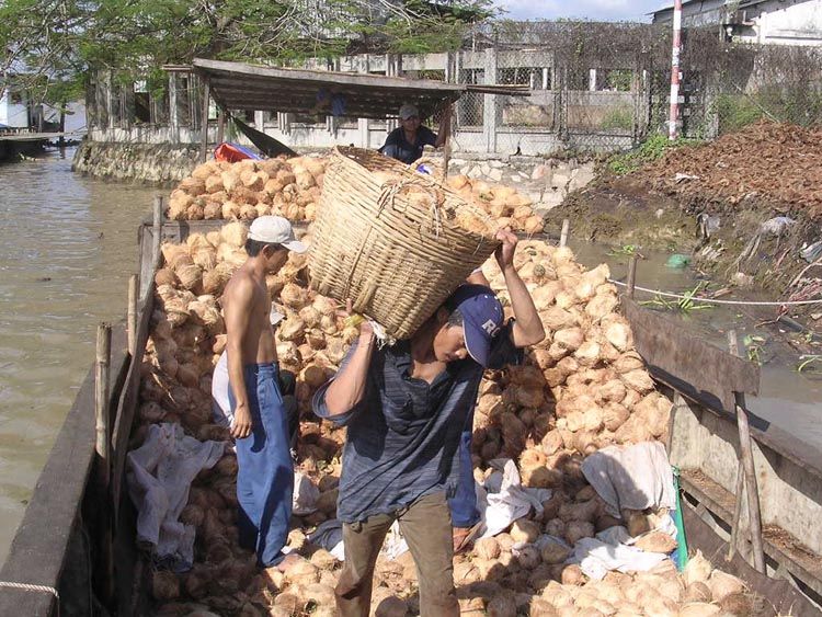 Thương lái và doanh nghiệp thu mua dừa ở Bến Tre. Ảnh: Văn Phước