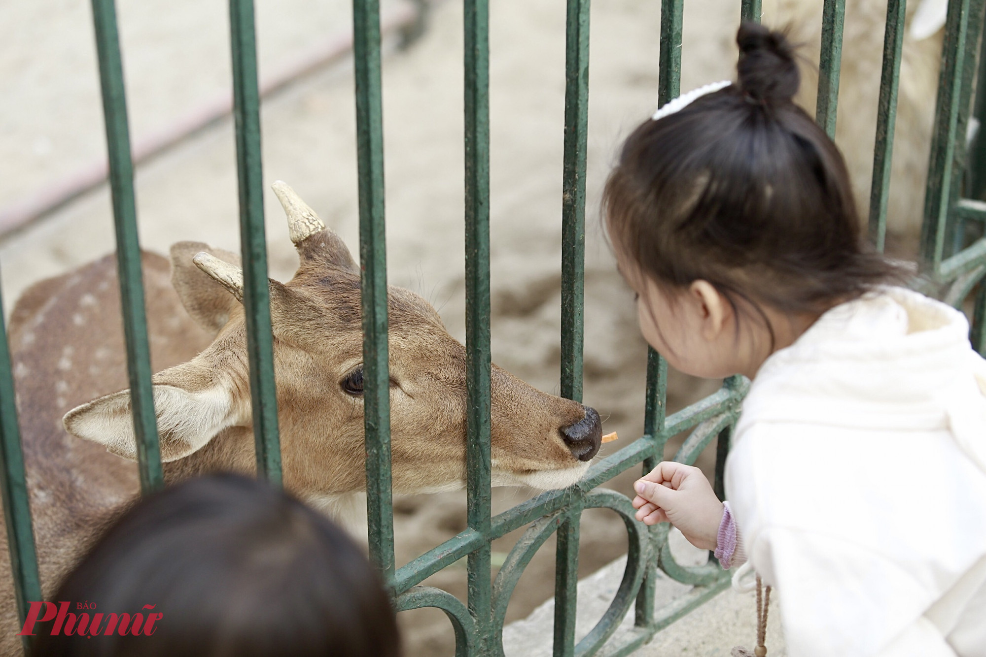 Trẻ em thích thú cho hươu sao ăn các cọng rau muống và thanh cà rốt được bán tại chuồng.