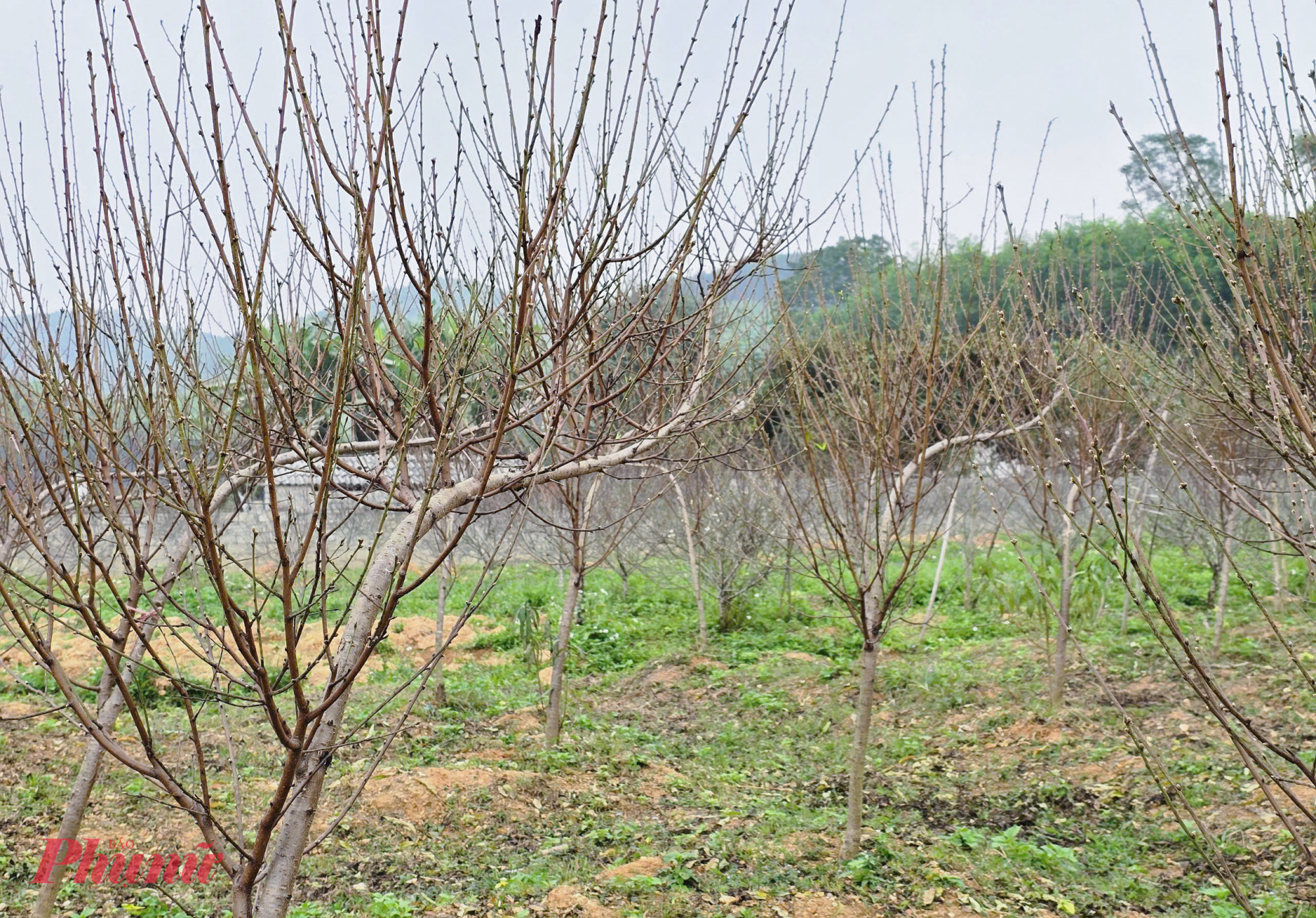 Ngoài đào phai, một số người dân ở Kim Thành cũng bắt đầu trồng các loại đào thế, đào huyền… để phục vụ nhu cầu của thị trường.