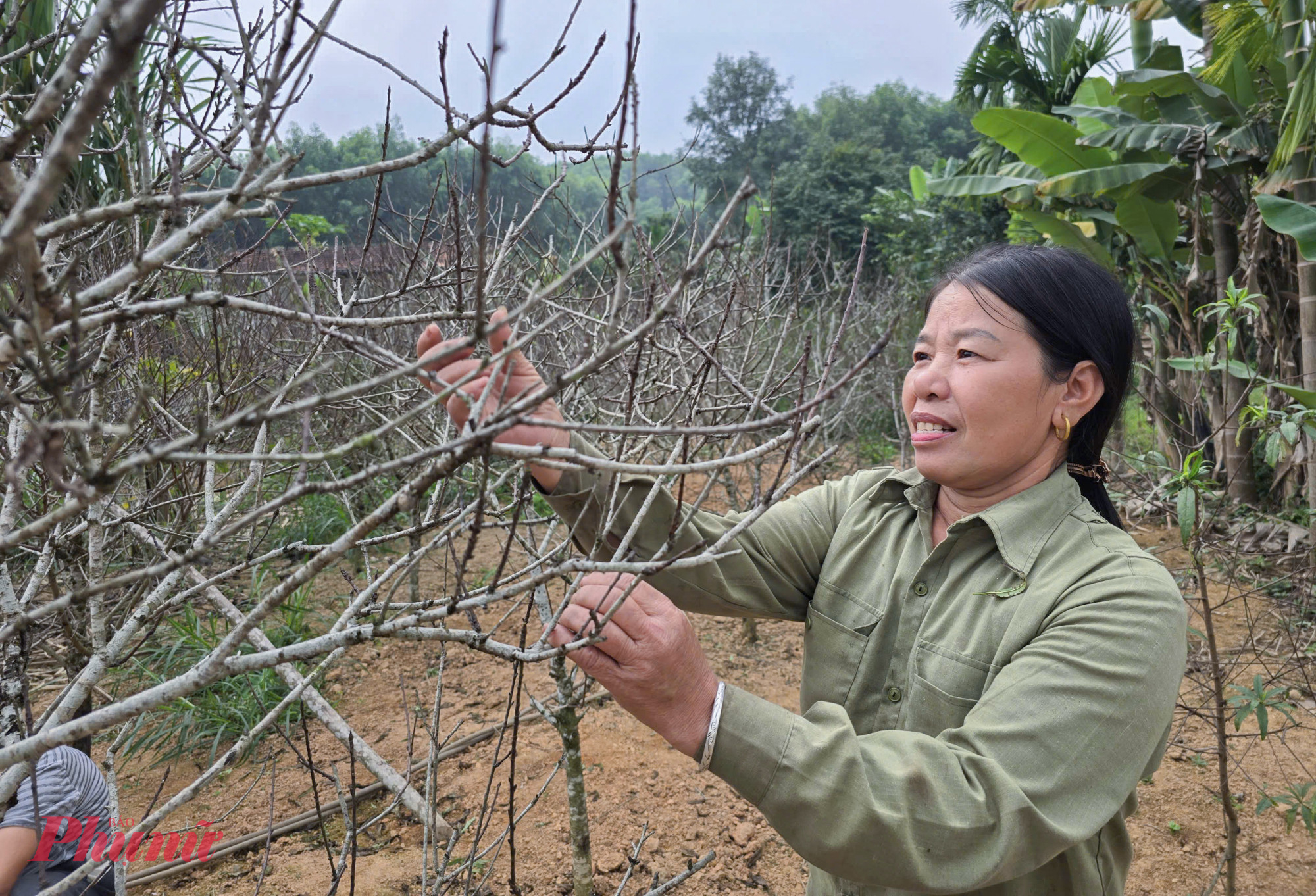 Những ngày này, người dân xã Kim Thành (huyện Yên Thành, tỉnh Nghệ An) đang huy động nhân lực tuốt lá cho cây đào bật nụ và lộc để ra hoa đúng dịp tết Nguyên đán phục vụ thị trường tết. Xã Kim Thành có gần 400 hộ trồng đào với diện tích khoảng 26ha. Đây cũng được xem là “thủ phủ” đào phai lớn nhất Nghệ An.