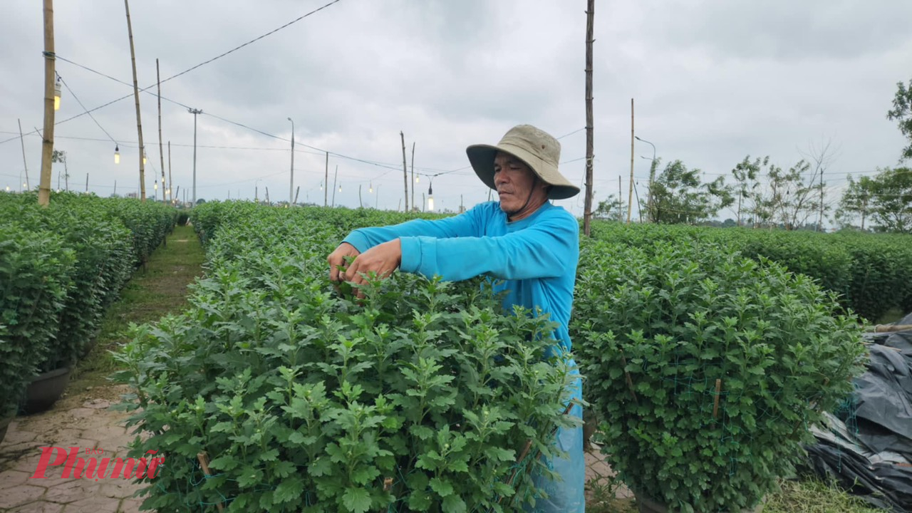 Dù vật tư trồng hoa tăng cao hơn so với mọi năm, nhưng giá hoa cúc vẫn được giữ nguyên. Giá hoa cúc hiện tại được người dân bán tại vườn tùy theo kích cỡ chậu (từ 50cm - 1m) dao động từ 130.000 đồng đến 1,3 triệu đồng/chậu.