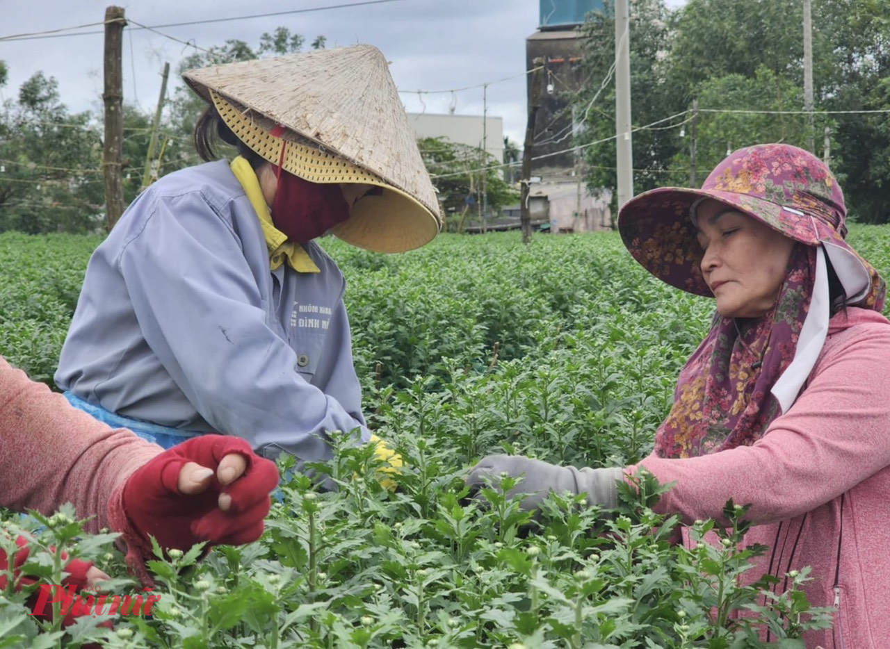 Hầu như người trồng hoa ở xã Nghĩa Hiệp như đang ngồi trên đống lửa, khách mua thì lưỡng lự. “Mọi năm khu này người đến mua hoa đông như 30 Tết, năm nay vắng hoe. Sáng nay có người đến hỏi, tôi chốt theo ý họ rồi, vậy mà họ nấn ná rồi bỏ đi mất”, bà Phương, một hộ trồng hoa nói.