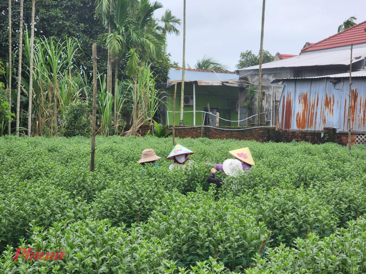 Ông Nguyễn Văn Tuyên - Chủ tịch UBND xã Nghĩa Hiệp - cho rằng, dù hoa cúc Nghĩa Hiệp được chứng nhận OCOP nhưng đa phần người dân trồng theo kinh nghiệm truyền thống, không rõ định hướng, khó tiếp cận thị trường nên việc sản xuất hoa Tết vẫn theo kiểu 'may nhờ rủi chịu'. Việc xuất bán phụ thuộc hoàn toàn vào thương lái. Chỉ cần vắng người mua là bà con như ngồi trên lửa. Địa phương mong có cơ quan chuyên môn quảng bá, tăng đầu ra cho vựa hoa cúc lớn nhất miền Trung.