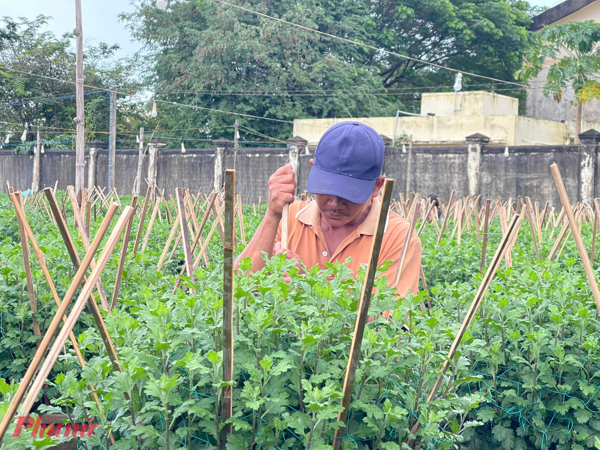 “Năm nào tôi cũng mua hoa của các chủ vườn ở làng hoa Nghĩa Hiệp để bán vào dịp Tết. Tuy nhiên năm nay thời tiết mưa nhiều, sợ hoa không nở kịp nên tôi cũng hơi e ngại nên chưa dám đặt cọc mua, ôm vào bán không được là lỗ”, anh Đinh Trường Giang, một thương lái từ Quảng Nam cho hay.