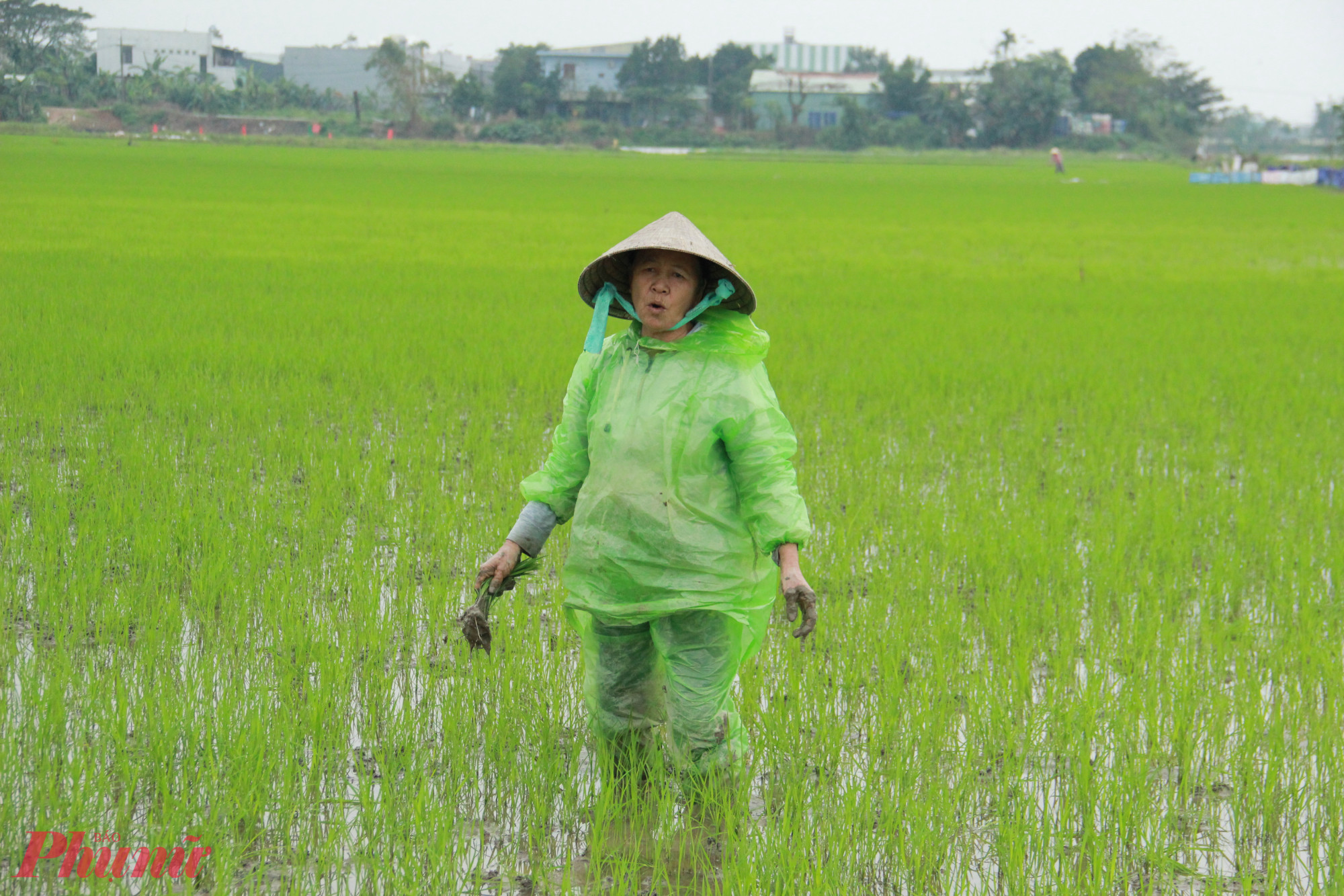 Bà Nguyễn Thị Hà, nông dân xã Điện Thắng Bắc, TX Điện Bàn, Quảng Nam cho biết: Năm nay mưa rét kéo dài, lúa gieo xuống bị ngập nước hư hết. Có nhà đã phải xuống giống đến lần thứ 4. Không những vậy, chuột rất nhiều phá hoại hết.