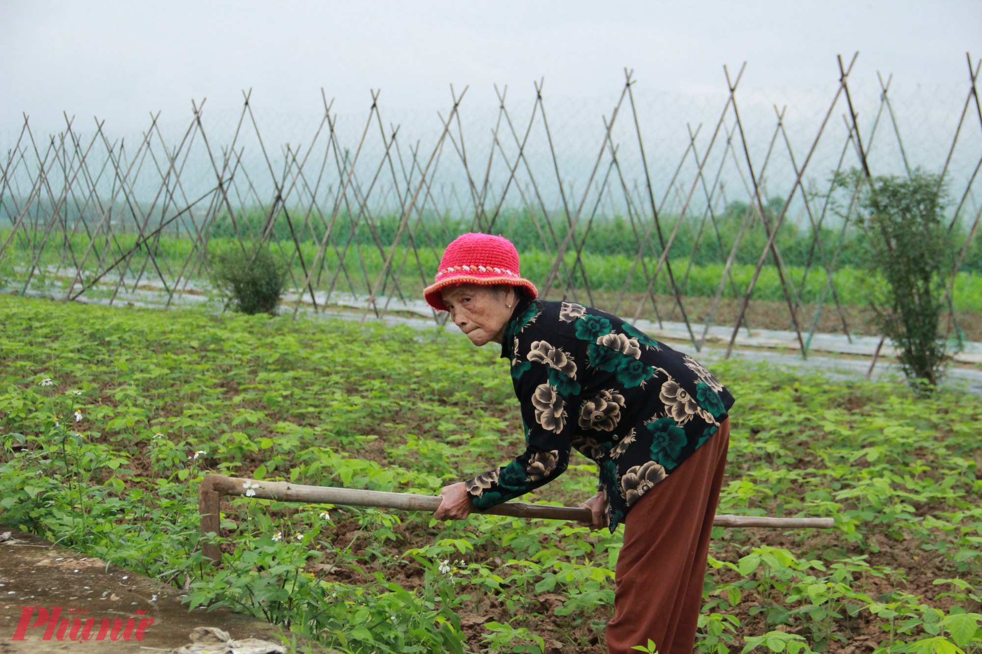 Không khác ông Việt, hàng ngàn nông dân ở huyện Đại Lộc cũng đang sầu não vì mất mùa. Ước sơ bộ, nông dân bị thiệt hại 80% diện tích.