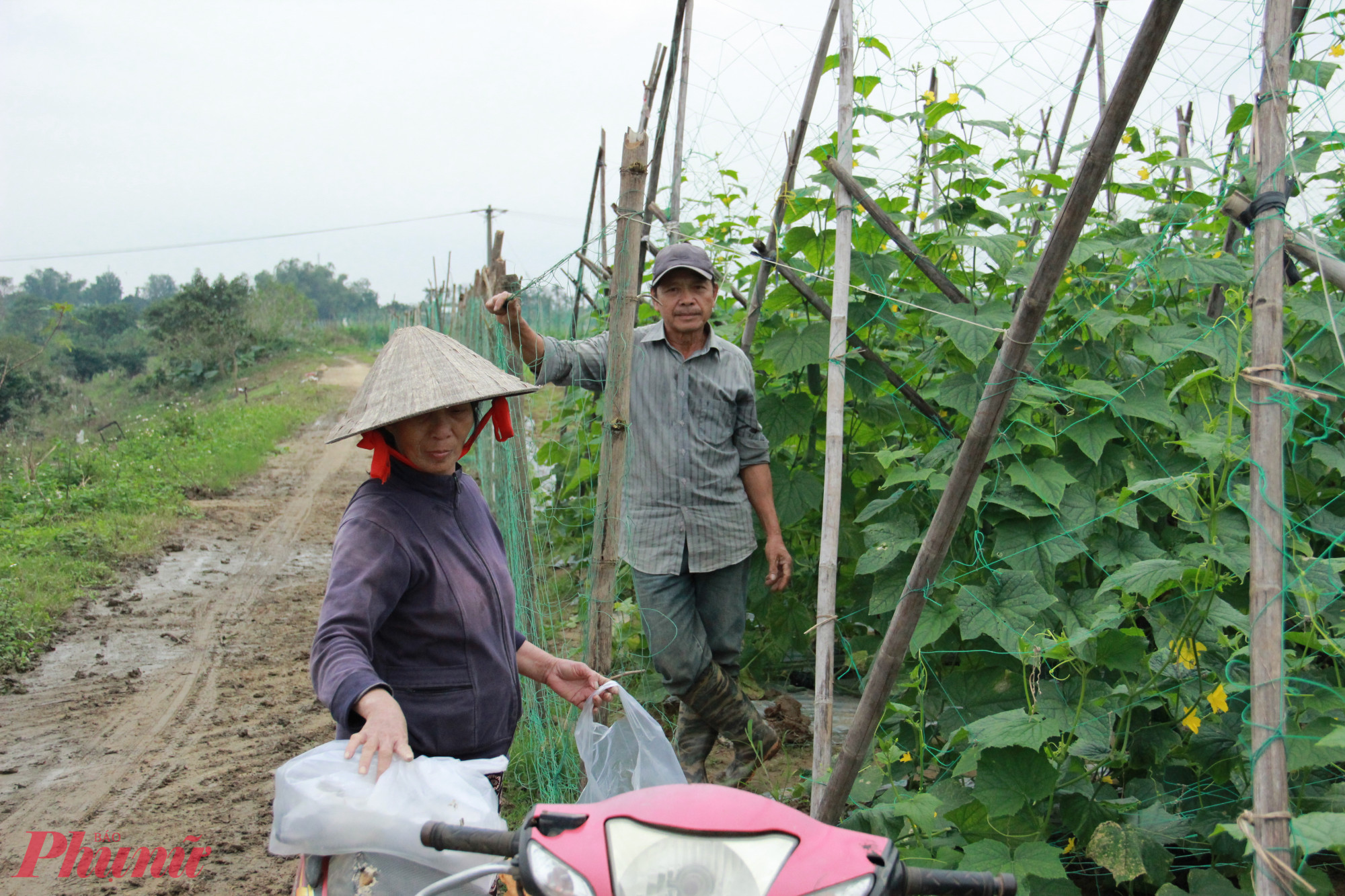 Huyện Đại Lộc là vùng trồng rau củ quả lớn nhất cung cấp cho thị trường Quảng Nam, Đà Nẵng và các tỉnh miền Trung nhưng năm nay bị thiệt hại nặng. Do thời tiết cực đoan, mưa rét kéo dài, năm nay vùng trồng rau ở huyện Đại Lộc bị thiệt hại nặng nề.