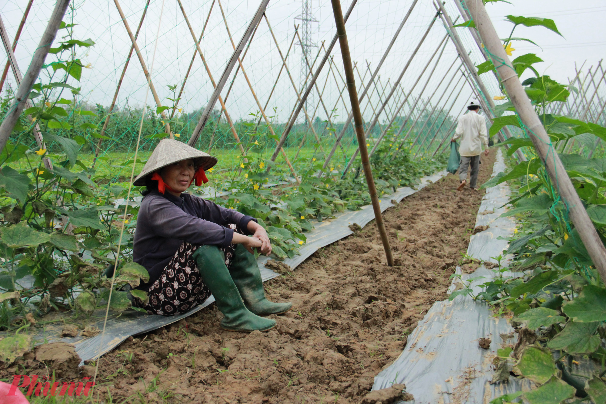 “Năm trước mỗi sào dưa leo tôi hái một ngày khoảng 2 tạ, năm nay cây hư hết, lên không đến bụng người, đi hái bòn được vài ký mang về. Năm nay coi như không có tết, toàn bộ chi cho vụ tết hết 15 triệu, giờ cây cối hư hết không biết lấy tiền đâu bởi giống thì đắt, mà trồng mới lại cũng không kịp”, ông Việt buồn rầu.