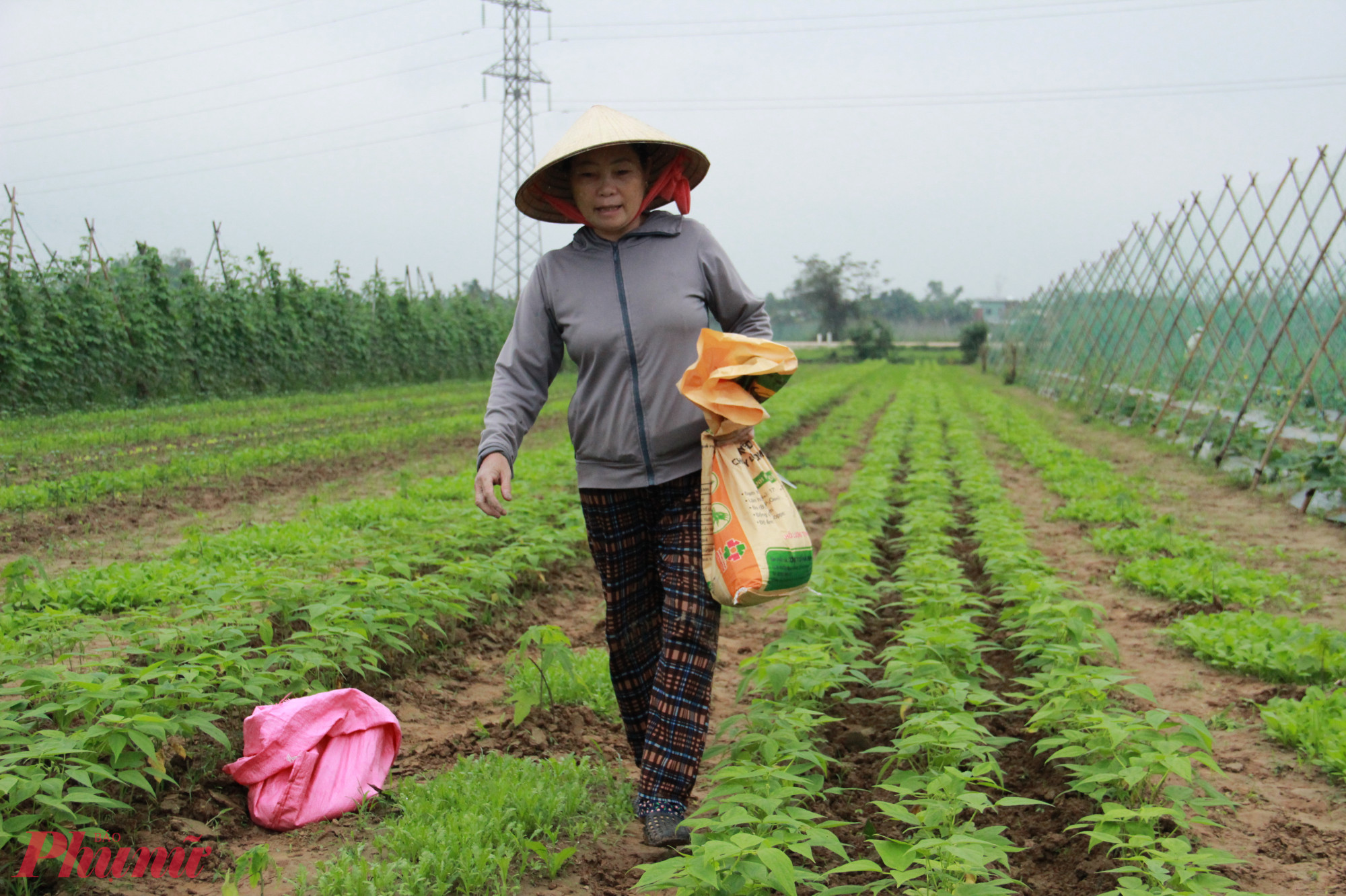 Bà Văn Thị Nga, nông dân xã Đại Hoà, ngao ngán kể: “Cả cánh đồng hư hết, từ đậu cove, đu đủ, ớt, rau…Mọi năm dịp tết mỗi sào dưa, mướp bán được cả mười mấy triệu. Sào rau cải của tôi vừa rồi đã kịp lớn sắp xuất bán được nhưng mưa muối làm chết sạch, miếng ăn đến nơi còn bị rơi. Mưa dữ quá, đến nhà quê mà cũng phải đi mua rau ăn là chú thấy thế nào rồi. Giờ chỉ biết chờ sang năm làm lại chứ tết thì gần đến nơi, phân giống đều đắt mà khan hiếm cả, một cây giống đu đủ giờ có giá 20 ngàn”.