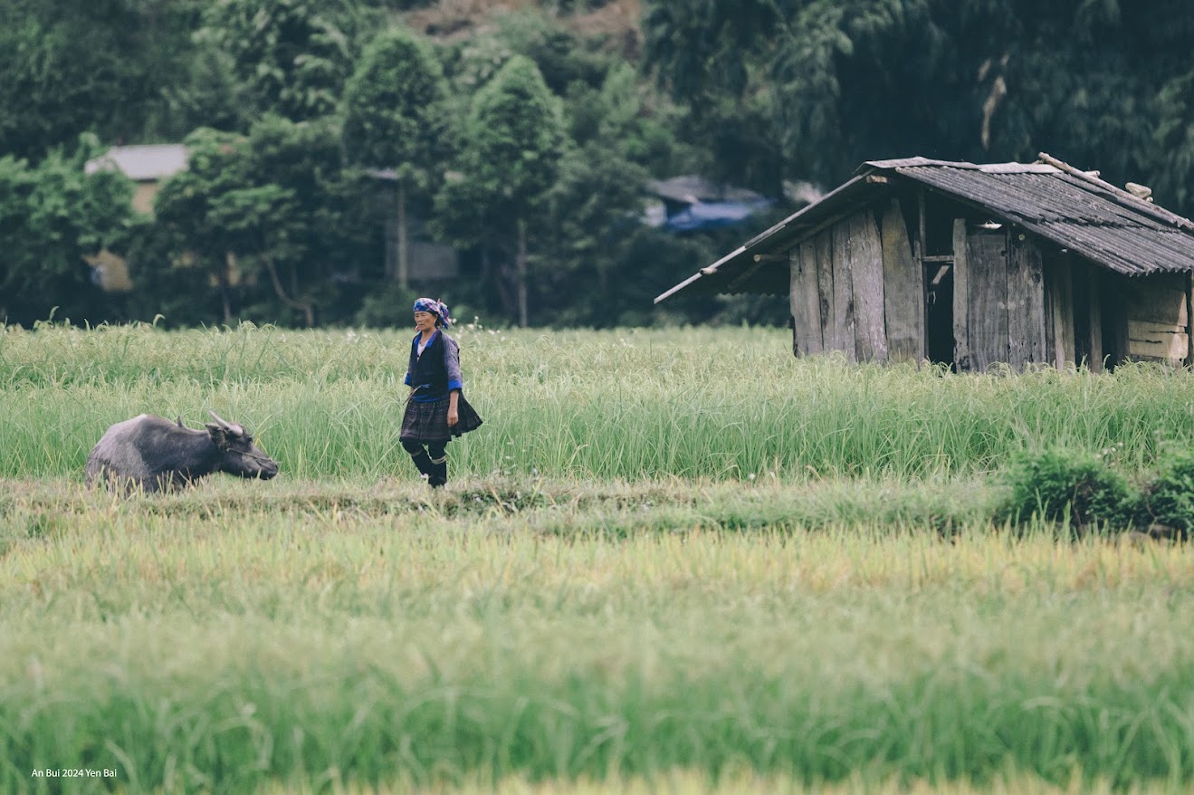 Di chuyển Từ Hà Nội có hai hướng lên Yên Bái. Trước đây du khách chủ yếu đi đường bộ theo Quốc lộ 32, qua Sơn Tây, cầu Trung Hà, Thu Cúc (Phú Thọ), chiều dài quãng đường gần 200 km, thời gian chừng 5 tiếng. Tuyến đường này hiện vẫn được lựa chọn.  Hiện du khách thường di chuyển theo cao tốc Hà Nội - Lào Cai, rút ngắn khoảng cách còn 150 km, thời gian gần 3 tiếng.   Đường vào huyện Văn Chấn, nơi có xã Tú Lệ. Ảnh: Cungphuot Tuy nhiên, tùy vào điểm đến trong tỉnh Yên Bái và mục đích cá nhân, du khách chọn đường đi phù hợp. Nên tham khảo trước Google Maps hay theo chỉ dẫn của người địa phương hoặc những người thông thạo chặng đường này.  Khoảng cách giữa các điểm đến nổi tiếng trong tỉnh Yên Bái: Từ Nghĩa Lộ đến Tú Lệ: 50 km; từ Tú Lệ đến Mù Cang Chải: 60 km; từ Nghĩa Lộ đến Trạm Tấu: 30 km; từ thành phố Yên Bái đến Nghĩa Lộ: 75 km.  Du khách từ các địa phương khác di chuyển đến Hà Nội bằng đường hàng không, đường bộ, đường sắt, sau đó tham khảo các chặng đường đi như trên bằng phương tiện: xe cá nhân, xe khách, xe thuê riêng, taxi.