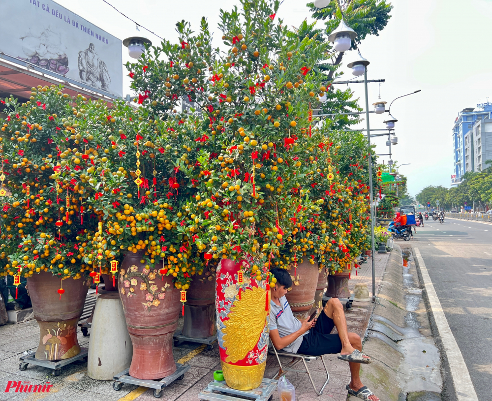 Giá mỗi chậu quất tại điểm bán này dao động từ 10-20 triệu đồng (tùy kích thước).