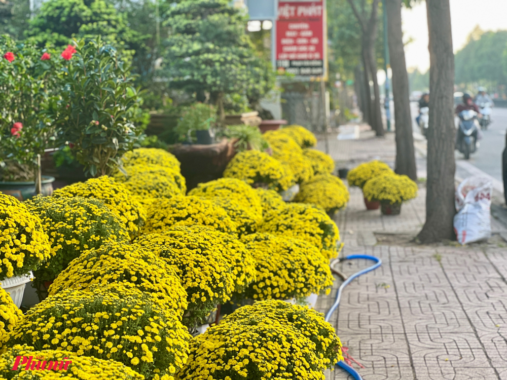 Tại điểm bán hoa kiểng trên đường Phạm Văn Đồng (TP Thủ Đức) cúc mâm xôi loại to, nở vàng đều được người bán chào với giá 240.000 đồng/cặp. Theo người bán tại đây, kinh nghiệm chơi cúc Tết mọi năm do đặt thù thời tiết thay đôi nên nhiều khách thích hoa nở sớm, đều hơn là loại búp xanh, 