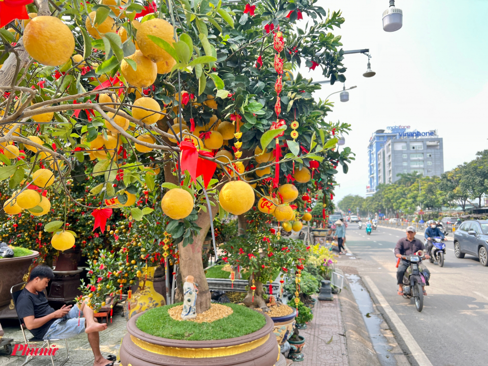 Các chậu bưởi diễn có giá từ vài chục triệu đồng, trĩu trái,  người bán đang chờ khách chốt sớm.