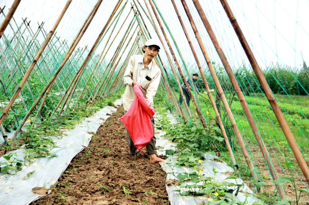 Ông Lê Thế Việt (xã Đại An, huyện Đại Lộc, tỉnh Quảng Nam) đi mót từng quả dưa leo trên đám ruộng bị hư do mưa lạnh kéo dài ẢNH: ĐÌNH DŨNG