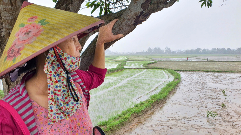 Nông dân ở huyện Thăng Bình,  tỉnh Quảng Nam lo âu vì thời tiết  bất thường gây hư hại lúa - ẢNH: ĐÌNH DŨNG