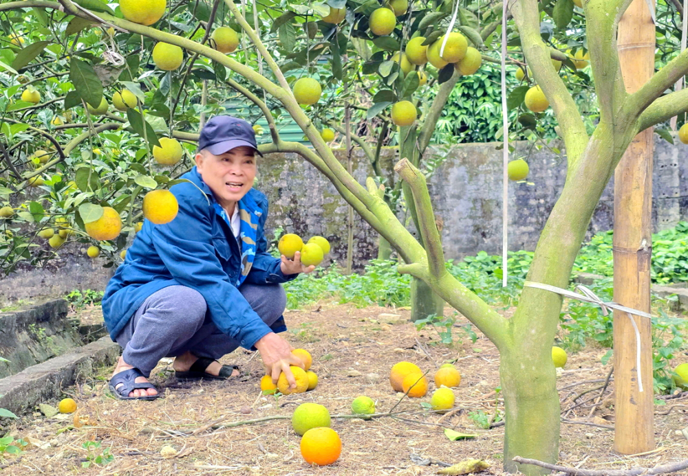 Người trồng cam Xã Đoài (xã Nghi Diên, huyện Nghi Lộc, tỉnh Nghệ An) lo lắng vì sương muối làm cam rụng đầy gốc - ẢNH: PHAN NGỌC