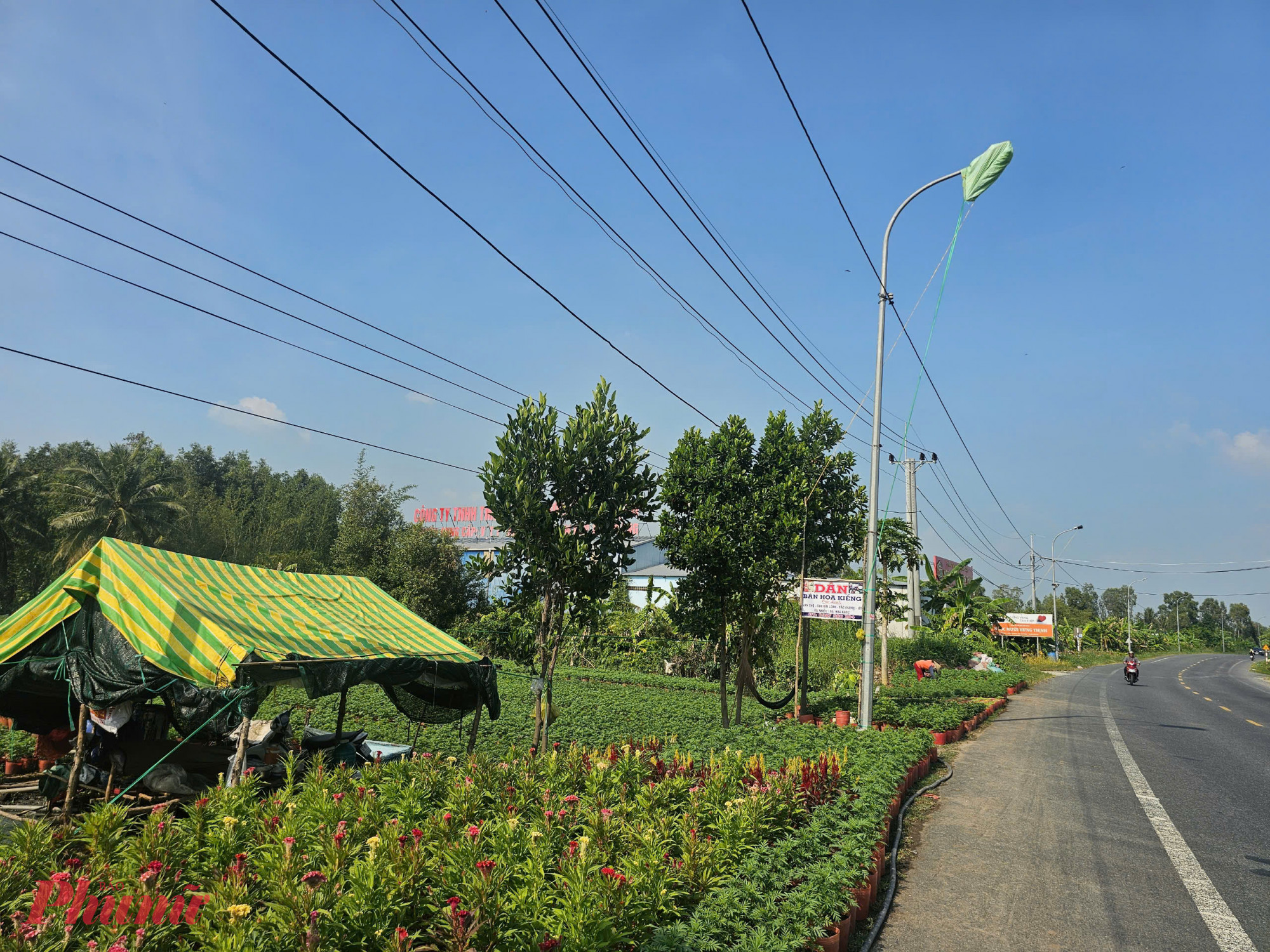 Đèn đường bị người trồng hoa che lại làm mất mỹ quan đô thị, khiến việc đi lại ban đêm qua đoạn đường này bị ảnh hưởng