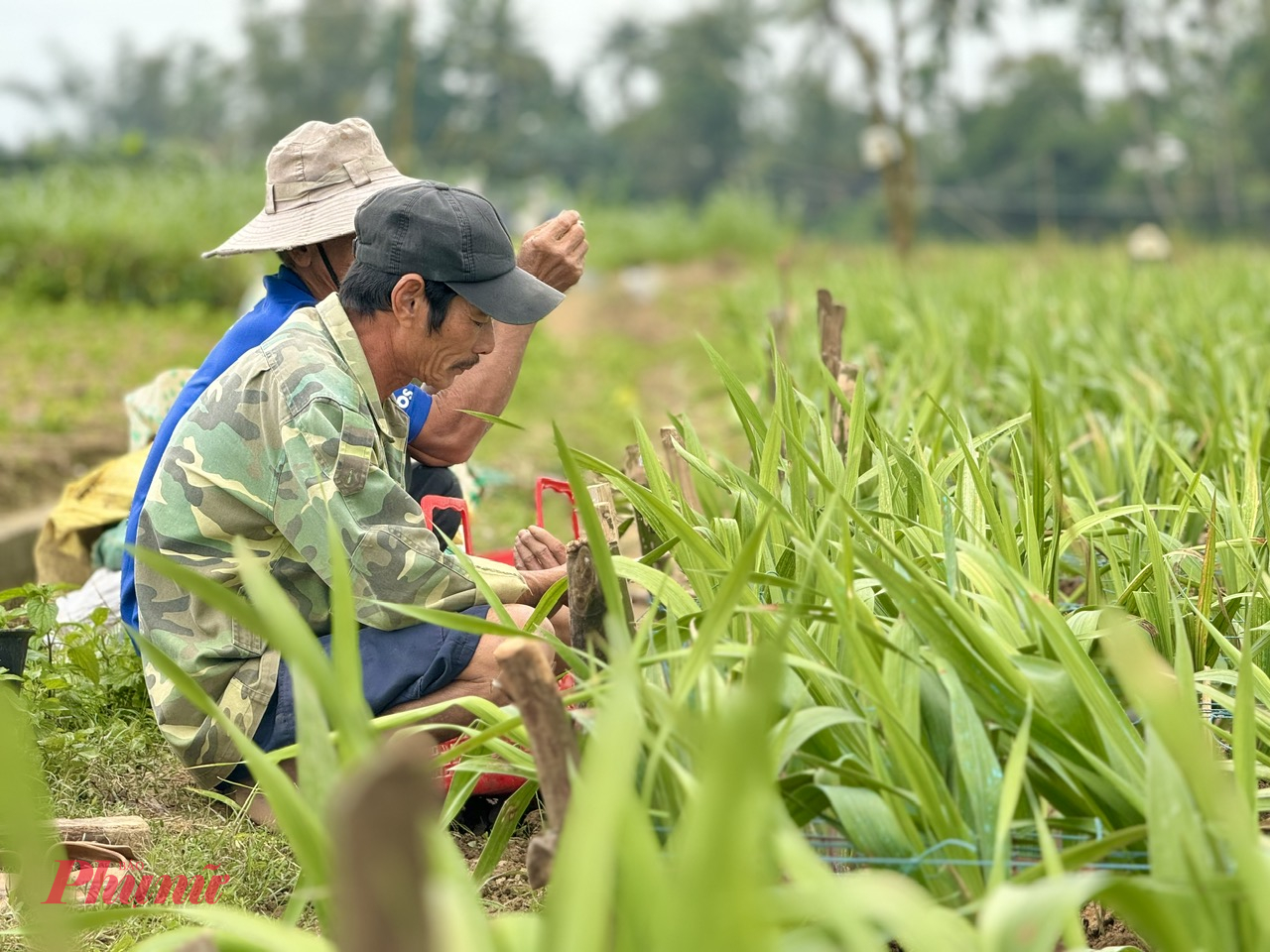 “Mấy chục năm trồng hoa lay ơn, năm nay là năm đầu tiên chứng kiến cảnh như thế này. Mưa lạnh 2 tháng liền khiến hoa bị thối rễ, vàng lá, chậm phát triển. Thiệt hại khoảng 50% diện tích, với tình trạng như thế này thì người trồng hoa cầm chắc lỗ. Chỉ mong sao số hoa còn lại nở đúng dịp Tết và giá bán cao để hạn chế bớt thiệt hại”, ông Nở cho biết.