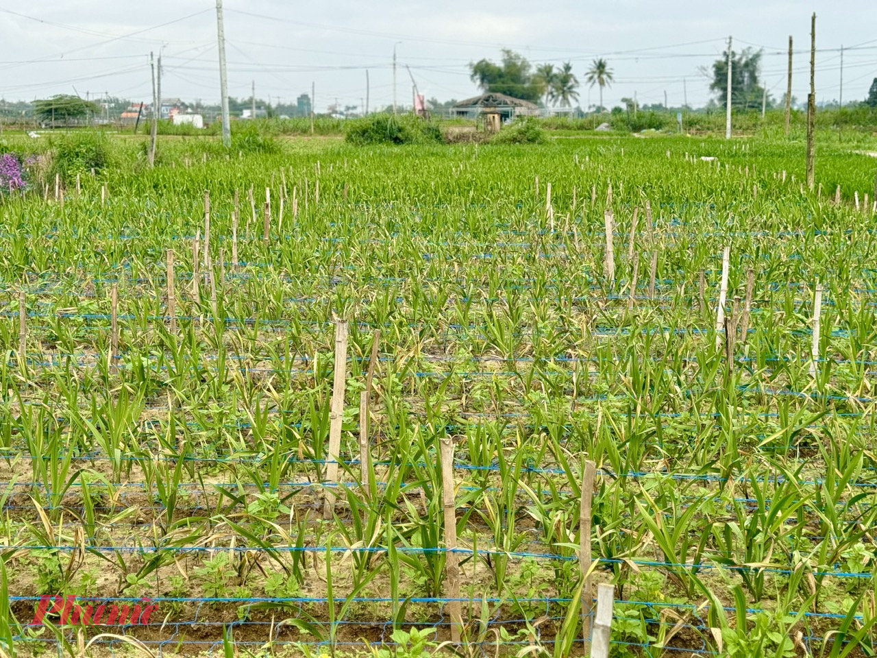 Xã Nghĩa Hà (TP Quảng Ngãi, tỉnh Quảng Ngãi) là vùng trồng hoa lay ơn lớn nhất nhì miền Trung. Toàn xã có trên 100 hộ với khoảng 20ha hoa lay ơn phục vụ dịp Tết Nguyên đán. Những năm trước, mỗi sào hoa lay ơn người dân trồng hoa thu về khoảng từ 10 - 15 triệu đồng.